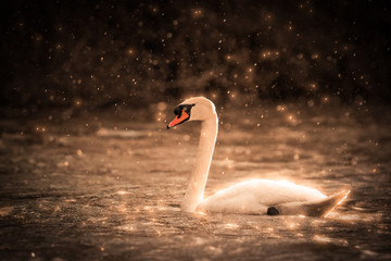 Swan in the Rain