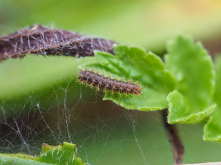 Glanville Fritillary (Melitaea cinxia ) Caterpillar.  Instar.