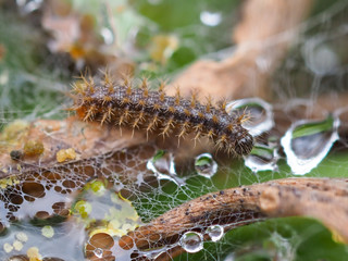 Glanville Fritillary (Melitaea cinxia ) Caterpillar.  Instar.