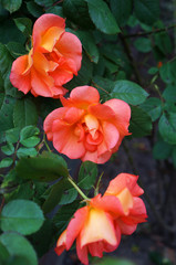 beautiful bright roses in the garden