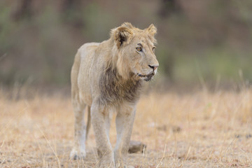 Male lion in the wilderness, single lion Africa