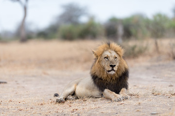 Male lion in the wilderness, single lion Africa