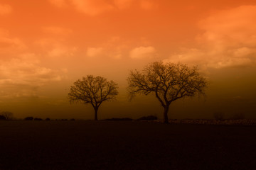 Naklejka na ściany i meble silhouette degli alberi in campagna al tramonto