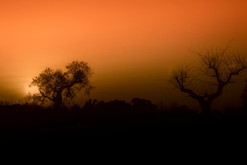 Plakat silhouette degli alberi in campagna al tramonto