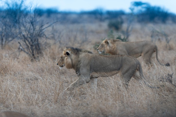 Male lion coalition, lions in the wilderness, lion brothers