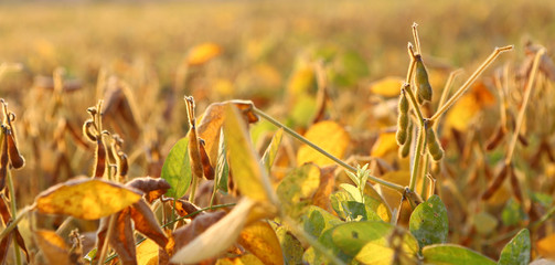 Soybean pods on soybean plantation, on blurred background, closeup. Soybean plant. Soy pods. Soybean field. The concept of a good harvest. Macro.