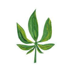 Gouache hand painted cannabis leaf in realistic style isolated on white background.