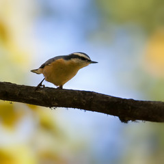 Red breasted nuthatch on tree branch in autumn colors