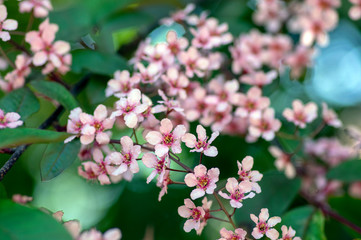 Prunus padus colorata pink flowering cultivar of bird cherry hackberry tree, hagberry mayday tree in bloom in sunlight
