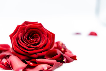 Rosen Valentinstag Liebe Blumen Valentines Day roses love