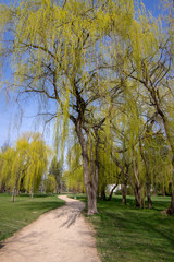 Public park in early spring, nature beginning turn to green, romantic pathway scene with branches, willow alley