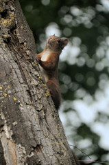 Red Squirrel (Sciurus vulgaris) in woods near Basel, Switzerland