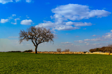 quercia in campagna con muretto a secco e nuvole