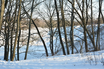 winter landscape with trees