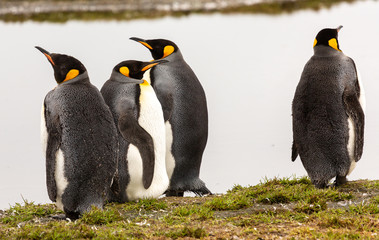 King Penguins looking on in South Georgia 