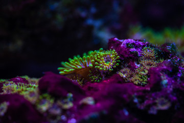 Pretty anemones in sea coral reef aquarium motion nature 