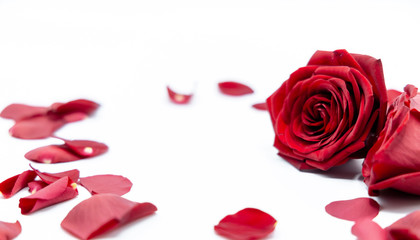 Rosen Valentinstag Liebe Blumen Valentines Day roses love
