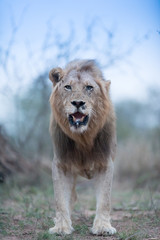 Male lion portrait in the wilderness, single male lion Africa