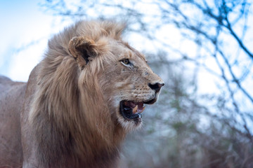 Male lion portrait in the wilderness, single male lion Africa