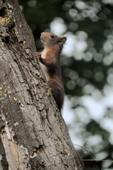 Naklejka na ściany i meble Red Squirrel (Sciurus vulgaris) in woods near Basel, Switzerland