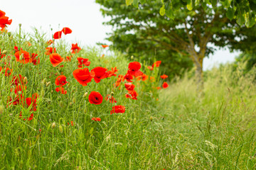 Field with wild red poppies flowers, countryside