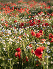 field of poppies