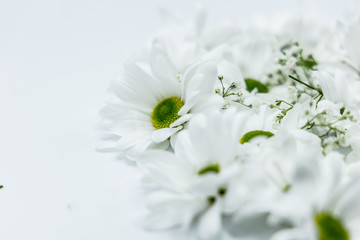 Blumen Chrysanthemen Winterastern Strauss Valentinstag Liebe Love