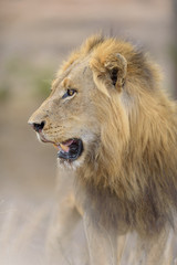 Male lion portrait in the wilderness, single male lion Africa