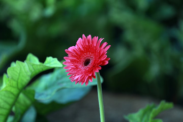 Chrysanthemum flowers in the garden