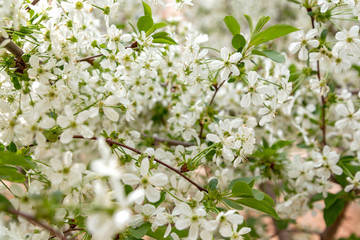 Spring tree blossoms