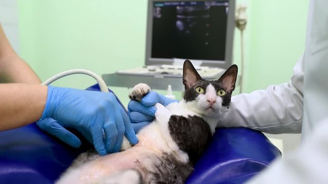 Two veterinarian doctor are doing ultrasound scan of disabled cat during examination in veterinary clinic. Pet health.