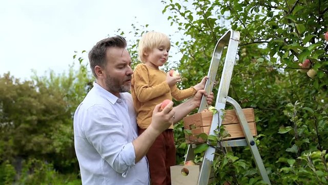Little boy with his father picking apples in orchard. Child and dad standing on a ladder, putting fruits into box and eating apples. Harvesting in the domestic garden in autumn.