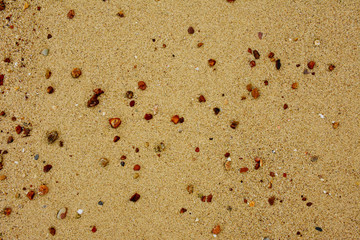 Close up of sea sand and rocks. Beach sand texture.
