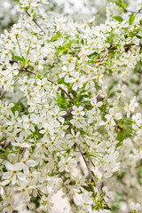 Spring tree blossoms