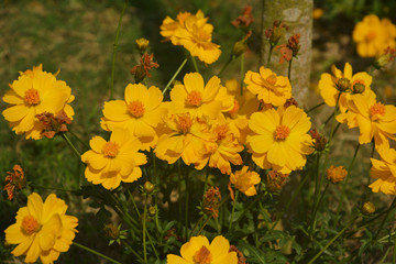 Close up of  yellow cosmos sulphureus flower plants with buds and green leaves growing in the garden, selective focusing
