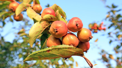 Begonia fruit on the branch