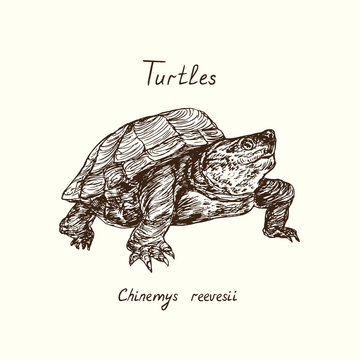 Tutles collection,  Chinemys reevesii (Mauremys reevesii, Chinese pond turtle, Chinese three-keeled pond turtle, Reeves' turtle), hand drawn doodle, drawing sketch in gravure style