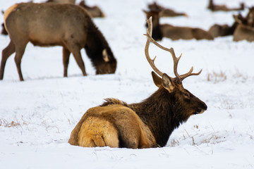 Bull Elk