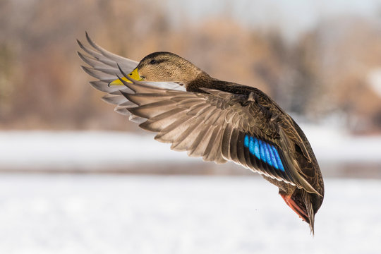 American black duck (Anas rubripes) in winter