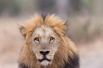 Plakat Male lion portrait in the wilderness, single male lion Africa