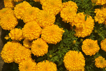 Close up of Indian inca genda marigold flowers growing in a garden with green leaves, selective focusing