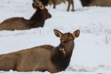 Cow Elk