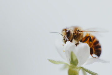 A bee on spring tree flowers