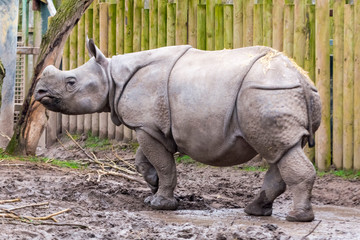 Young male Indian or greater one-horned rhino