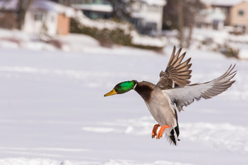 Mallards in winter