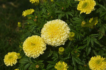 Close up of Indian inca genda marigold flowers growing in a garden with green leaves, selective focusing