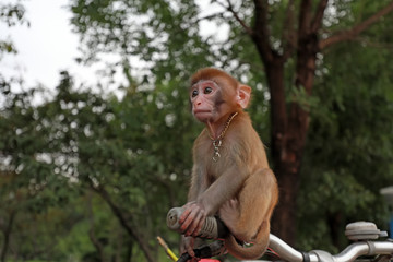 Pet monkeys play on bicycles