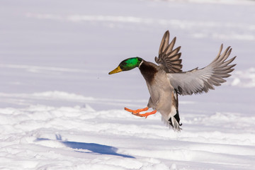Mallards in winter