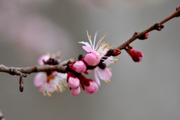 Apricot blossom. Branch of an apricot tree covered with beautiful flowers 