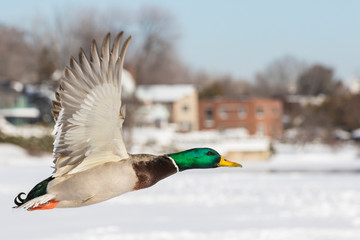 Obraz premium Mallards in winter